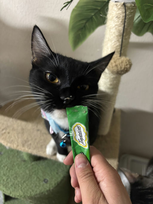 cats - Trixie Image 5