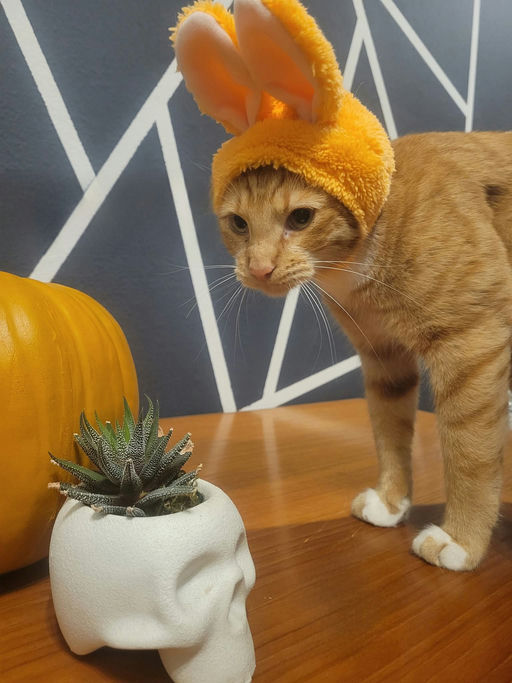 cats - Diesel Image 5