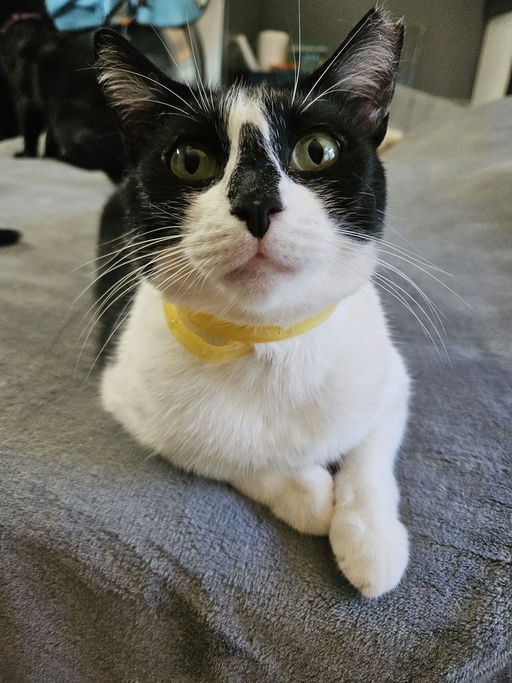 cats - HollyGoLightly Image 2