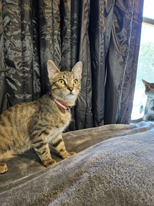 cats - Bobby Image 0