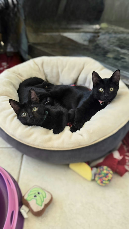 cats - Furnando Image 2