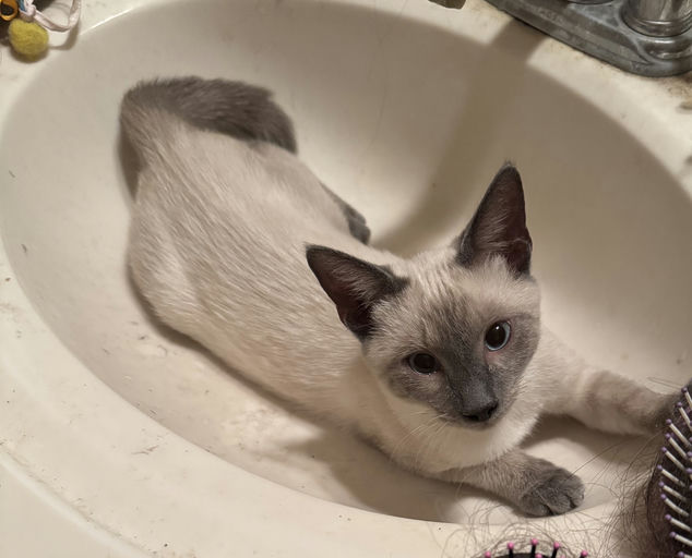 cats - Phoebe Image 4