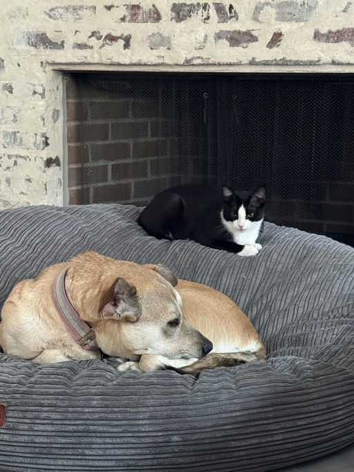 cats - Buddy Image 3