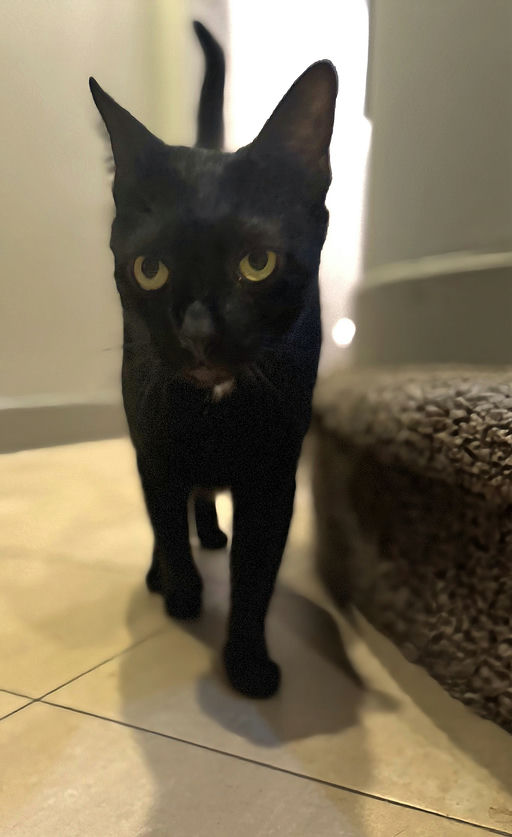 cats - Peter Image 6