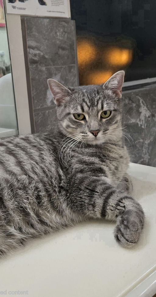 cats - Merlin Image 22