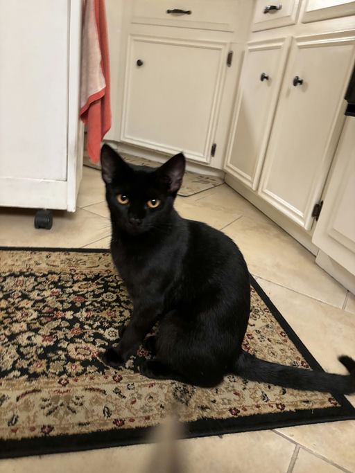 cats - Blackie Image 0