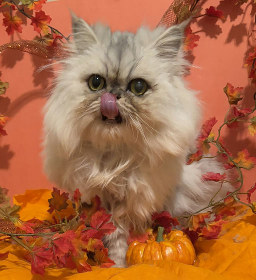 cats - Princess Image 10