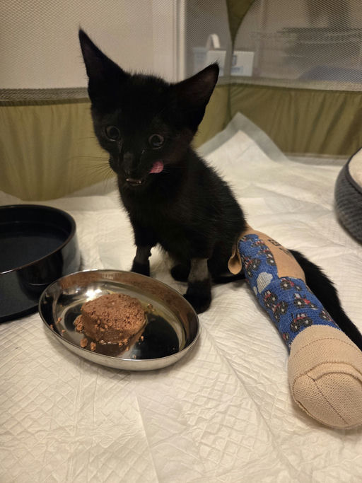 cats - Banksy Image 1