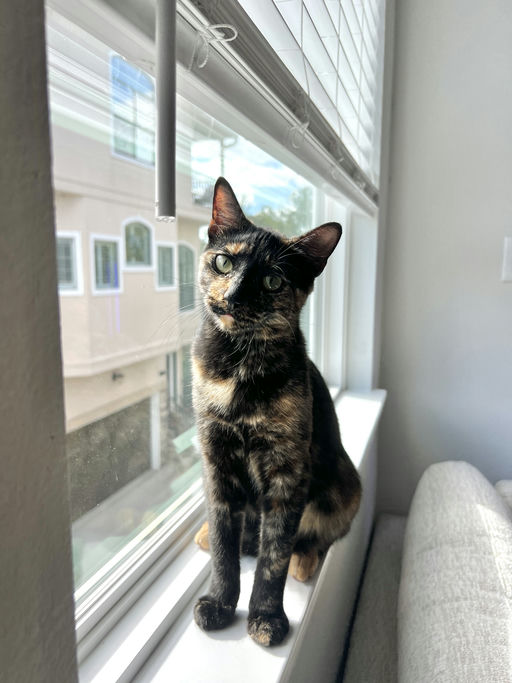 cats - Zuri Image 11