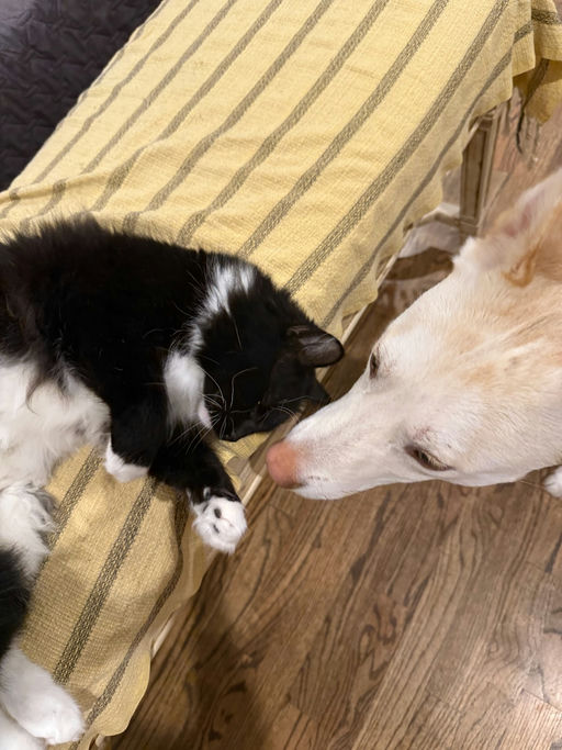 cats - Emily Image 4