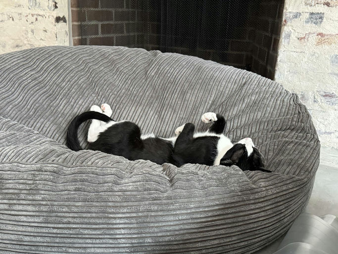 cats - Buddy Image 4