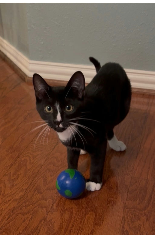 cats - Magnifico Image 2