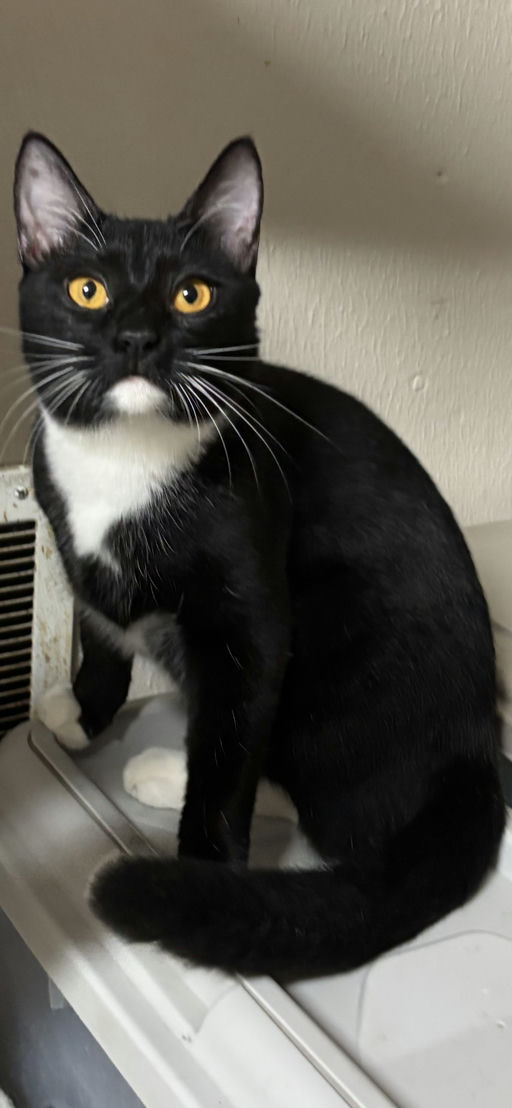 cats - Trixie Image 1