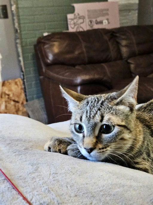 cats - Caroll Image 1