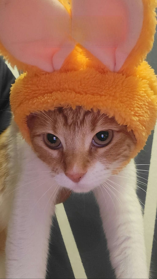 cats - Barbie Image 5