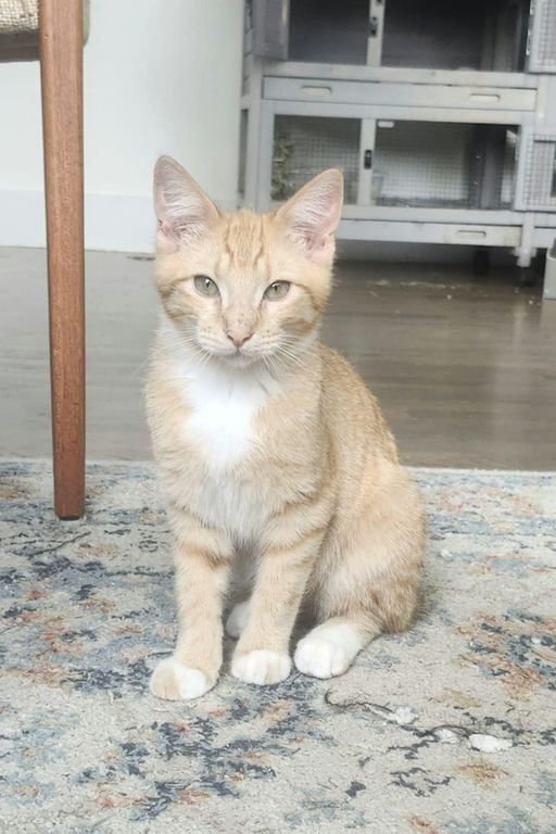 cats - Diesel Image 0