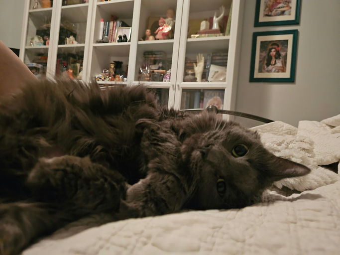 cats - Cheeseburger Image 0