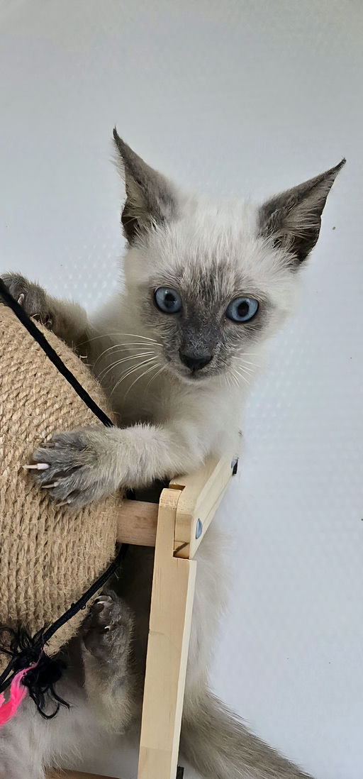 cats - Phoebe Image 3