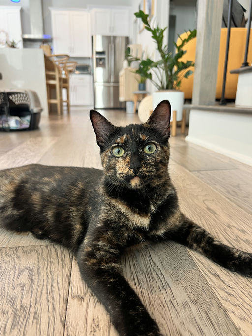 cats - Zuri Image 10