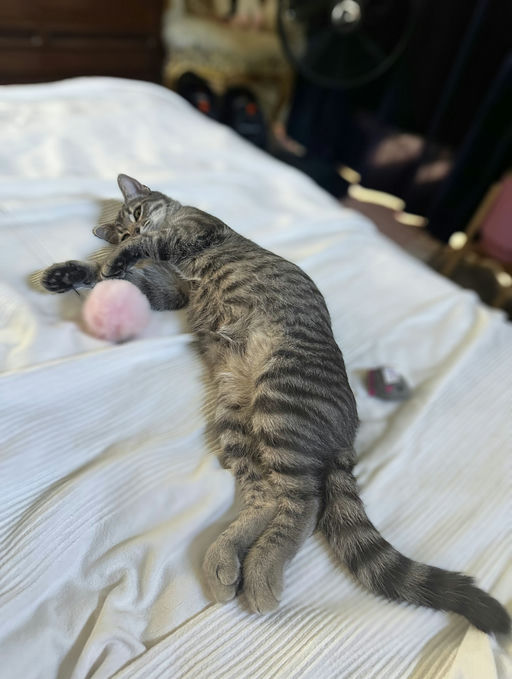 cats - Merlin Image 7