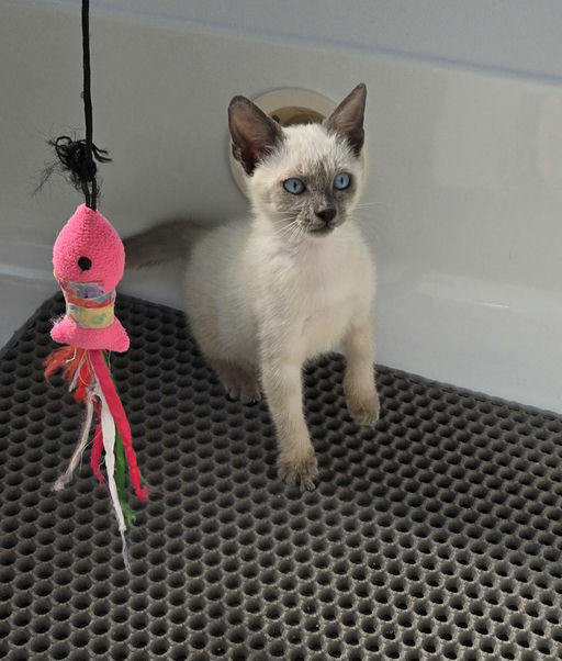 cats - Phoebe Image 0