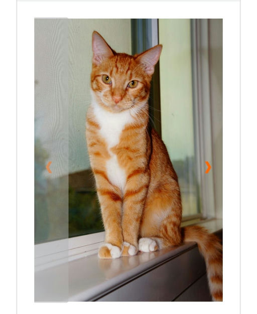 cats - Diesel Image 2