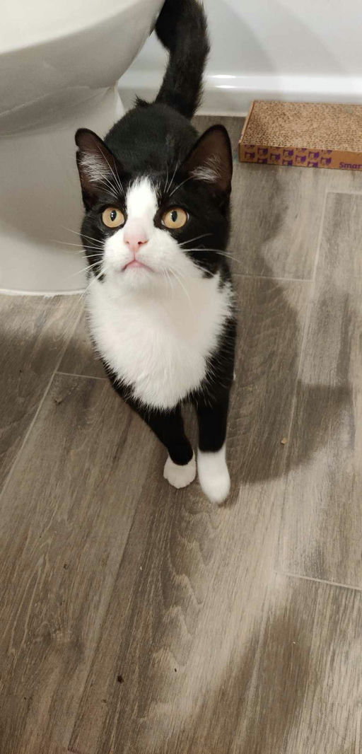 cats - Buddy Image 0