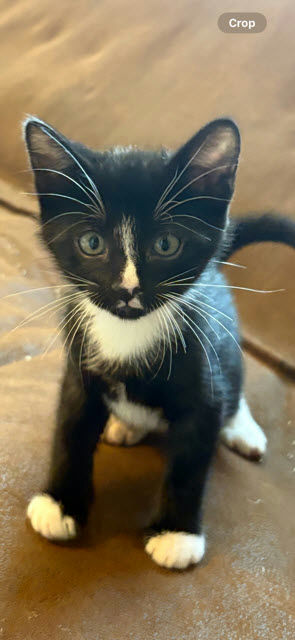 cats - Magnifico Image 0