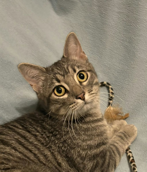 cats - Merlin Image 19