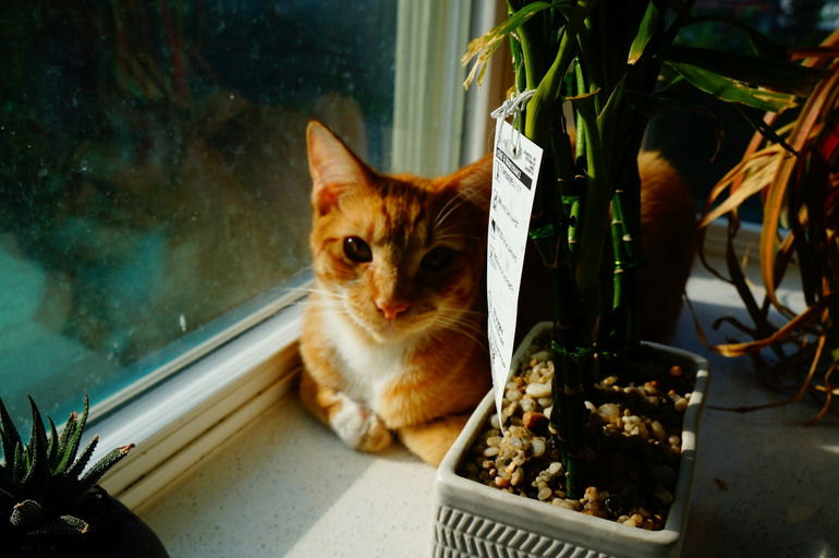 cats - Diesel Image 3