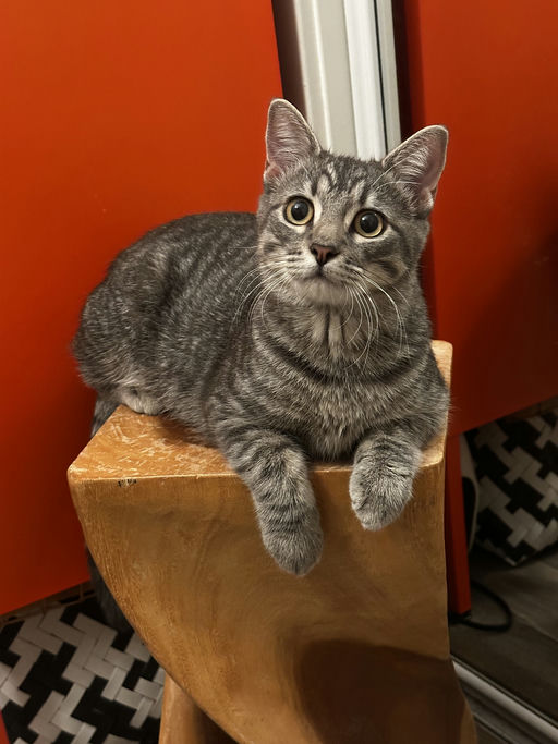 cats - Merlin Image 6