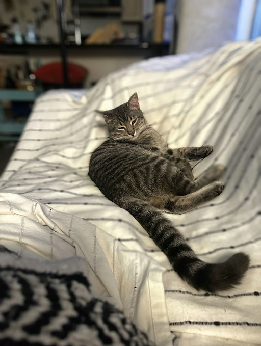 cats - Merlin Image 10