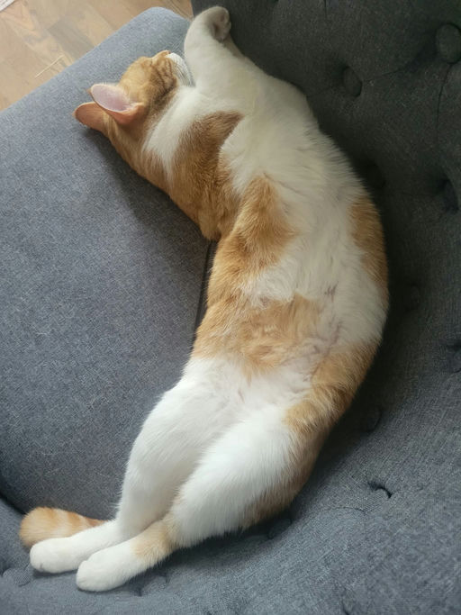 cats - Barbie Image 4