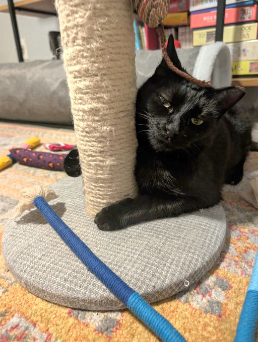 cats - Comet Image 7