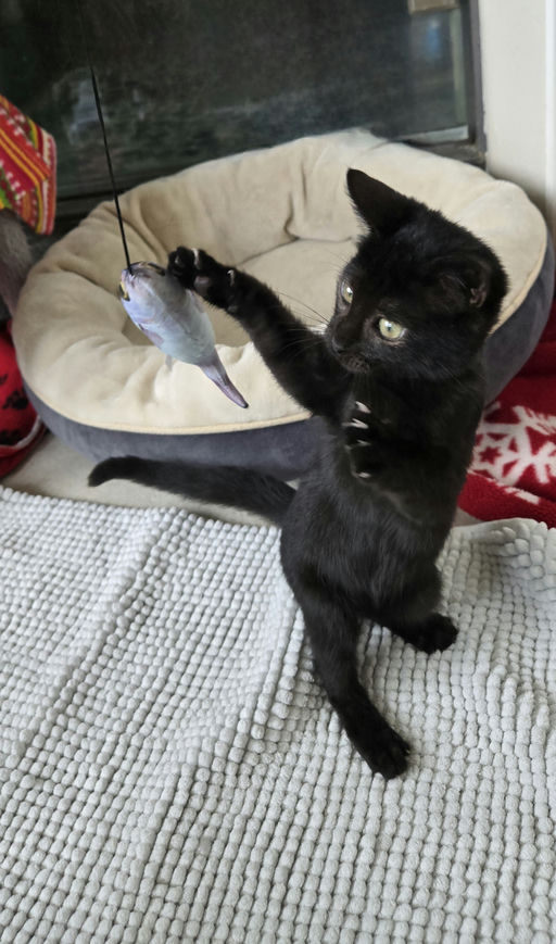 cats - Furnando Image 0