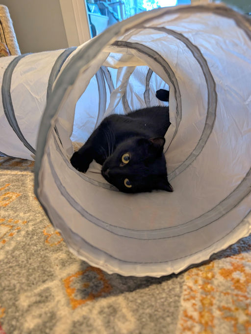 cats - Comet Image 17