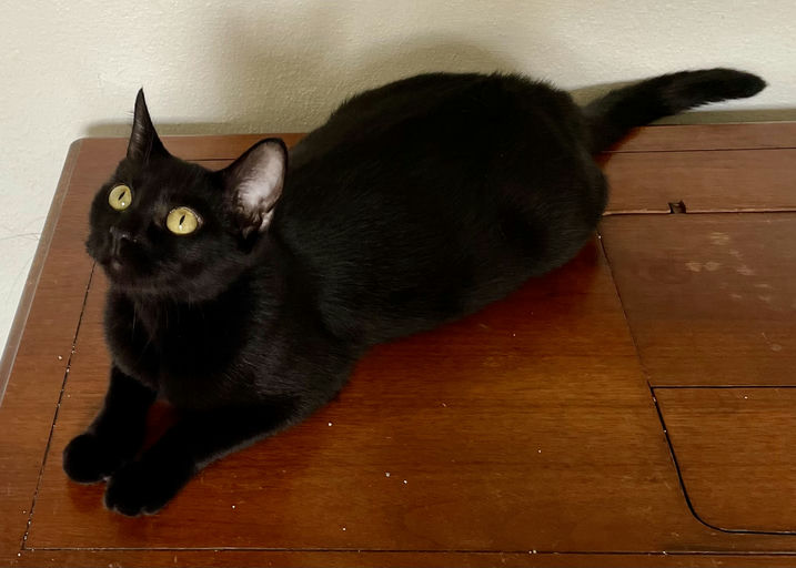 cats - Jaggy Image 1