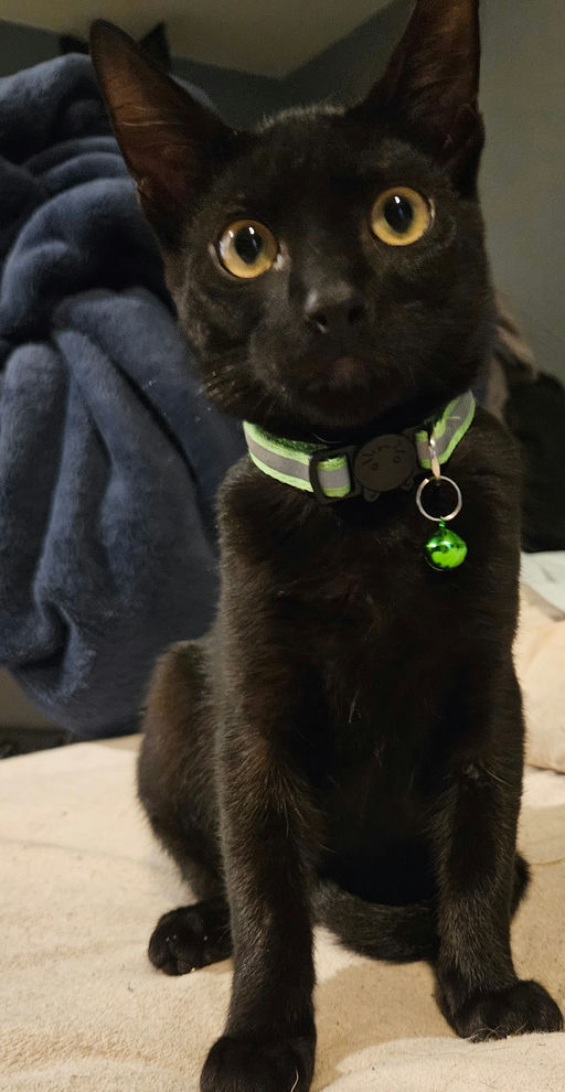 cats - Cuddles Image 2