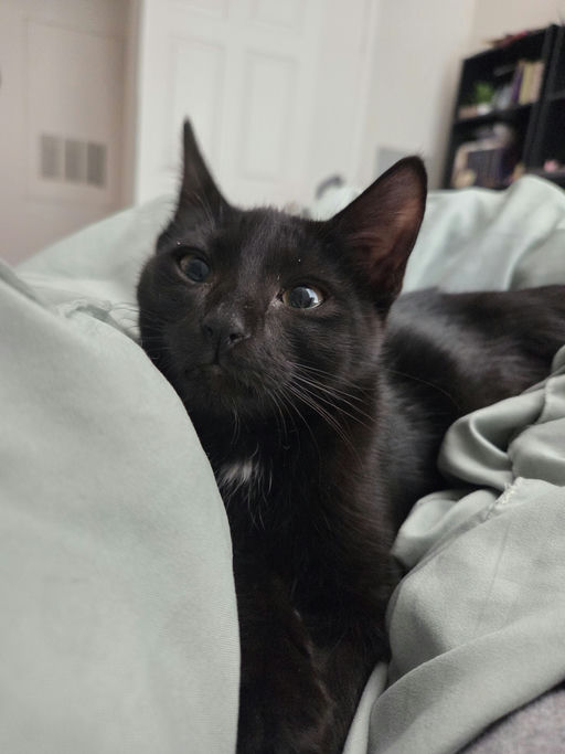 cats - Banksy Image 3