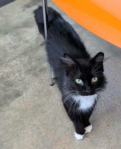 cats - Emily Image 3