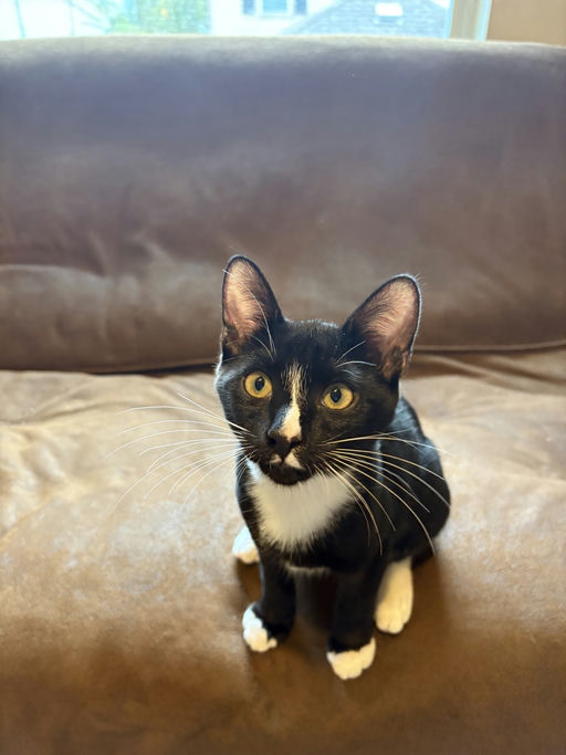 cats - Magnifico Image 3