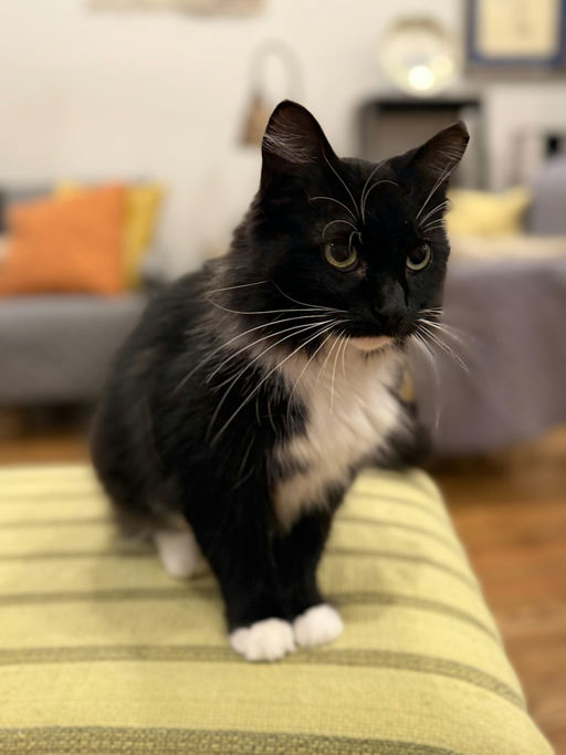 cats - Emily Image 5