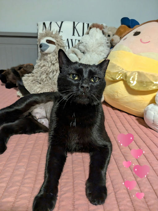 cats - Comet Image 5