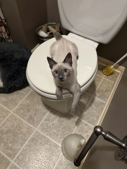 cats - Phoebe Image 5