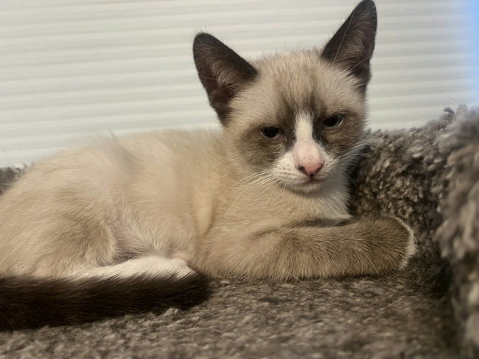 cats - Bingo Image 2