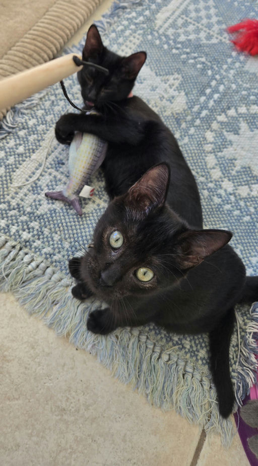 cats - Furnando Image 8