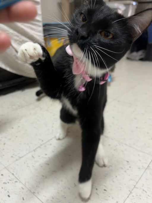 cats - Trixie Image 0