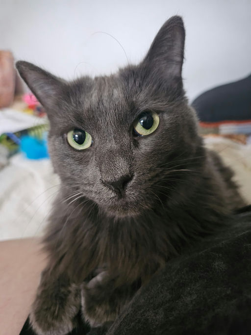 cats - Cheeseburger Image 4