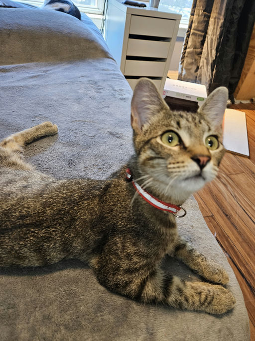 cats - Bobby Image 2