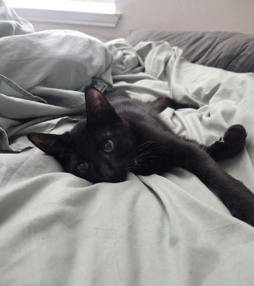 cats - Banksy Image 6